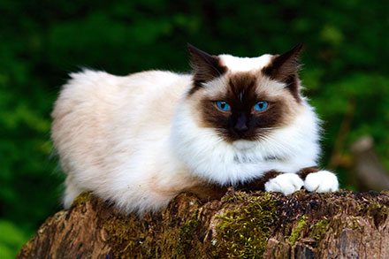 White and brown Ragdoll cat lying down on a tree stump in the garden
